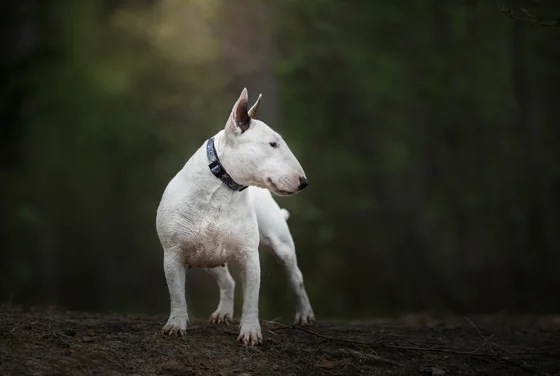 Staffordshire Bull Terrier