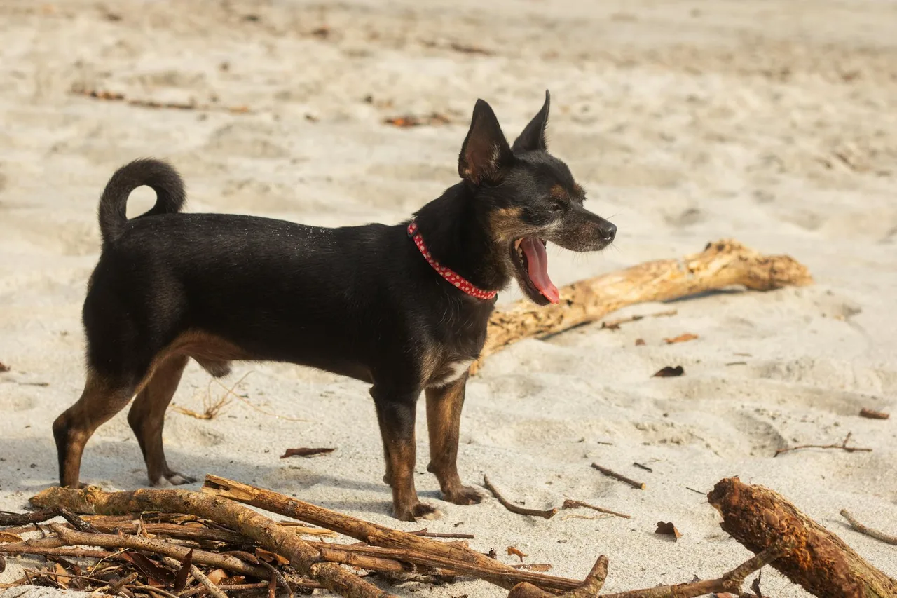 Un Terrier anglais d'agrément noir et feu à l'extérieur