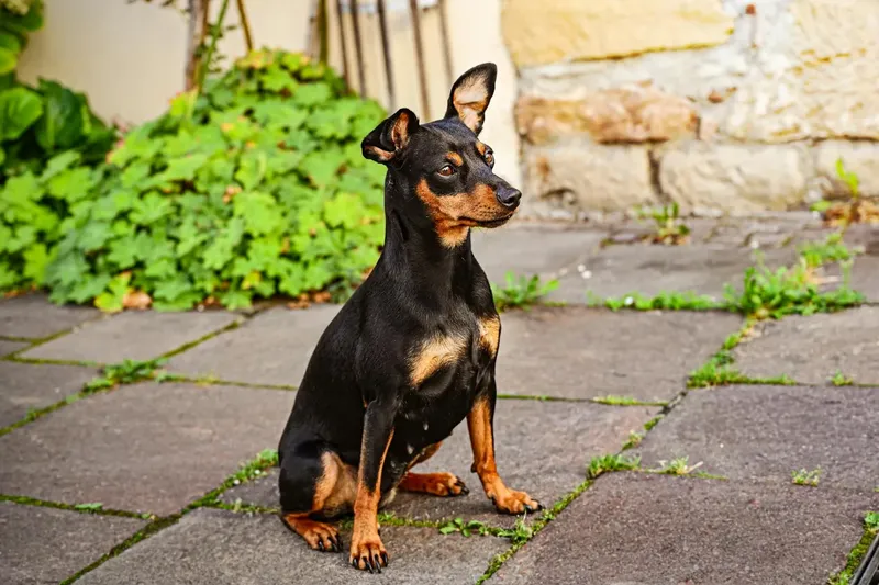 Terrier anglais d'agrément noir et feu