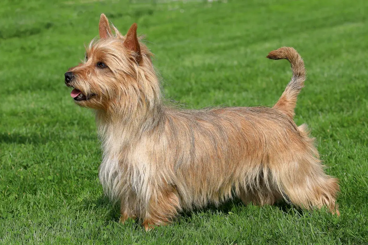 Un Terrier australien au poil rude debout à l'extérieur