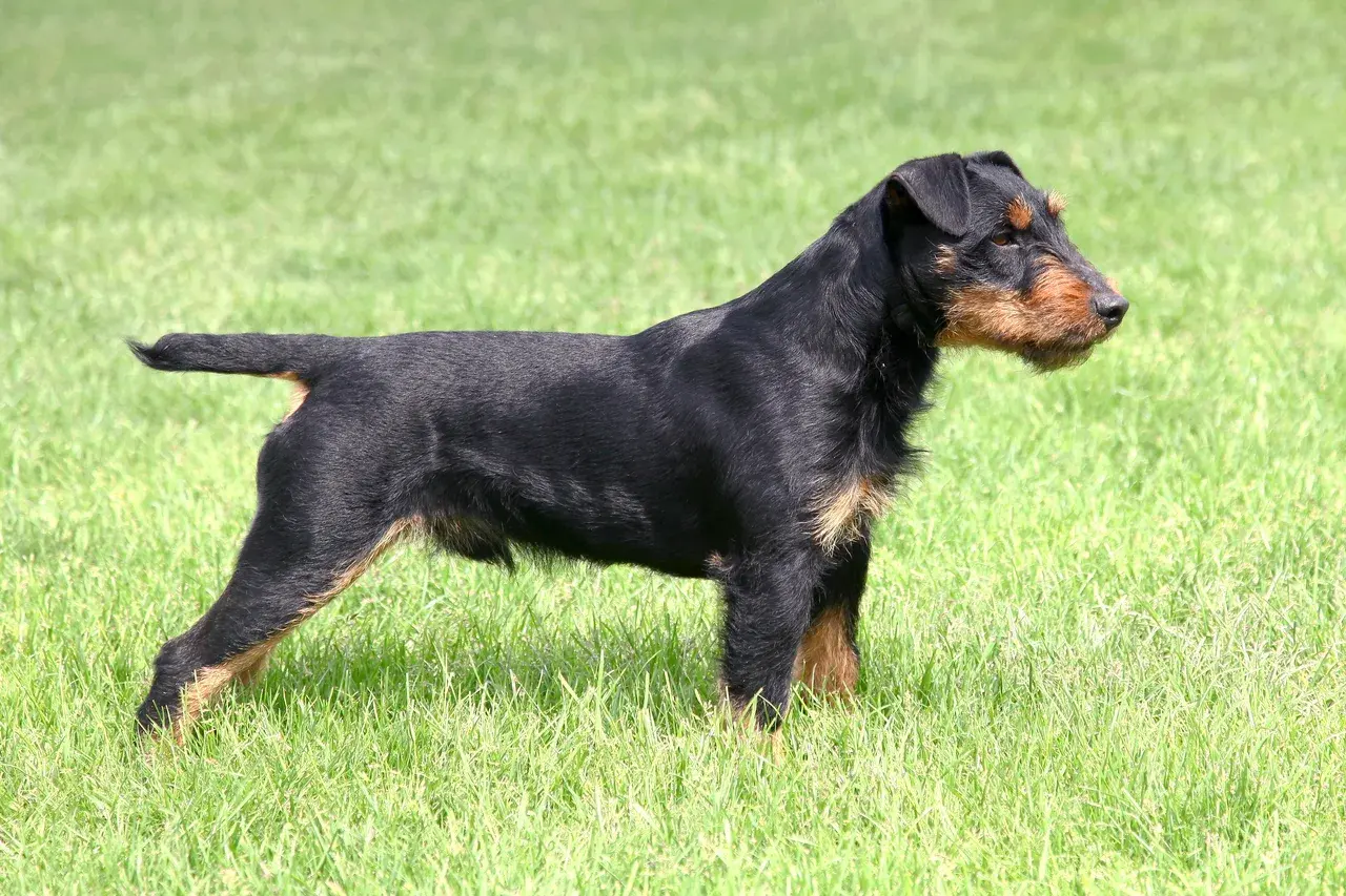 Un Terrier de chasse allemand à l'extérieur