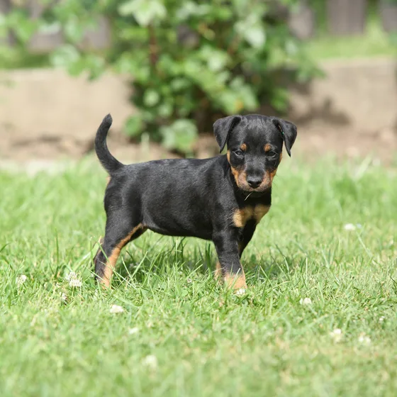 Terrier de chasse allemand