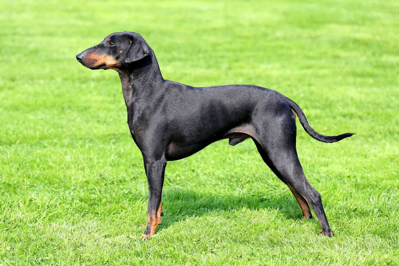 Un Terrier de Manchester à l'extérieur