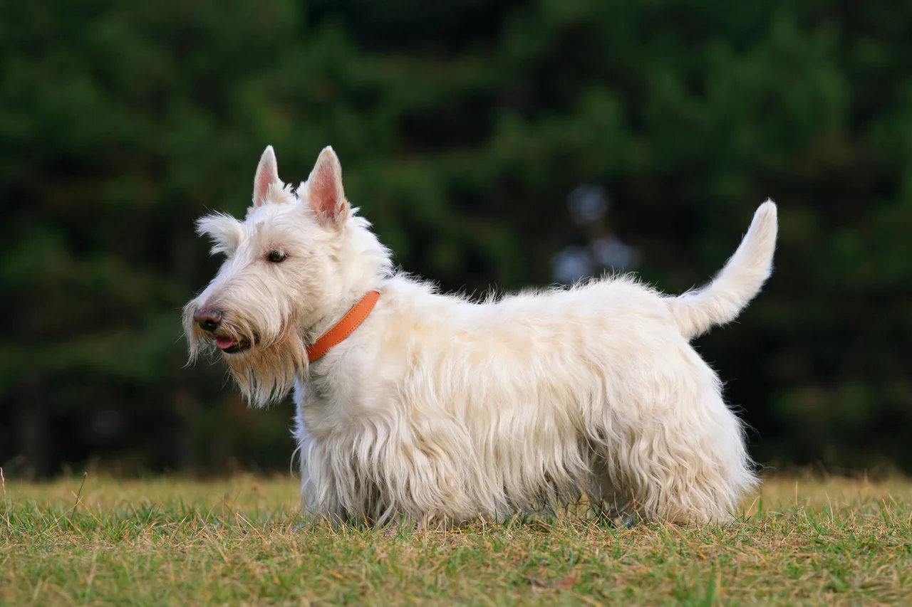 Un Terrier écossais à l'extérieur