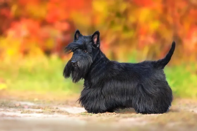 Terrier écossais