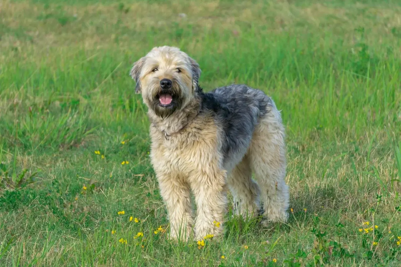 Un Terrier irlandais à poil doux à l'extérieur