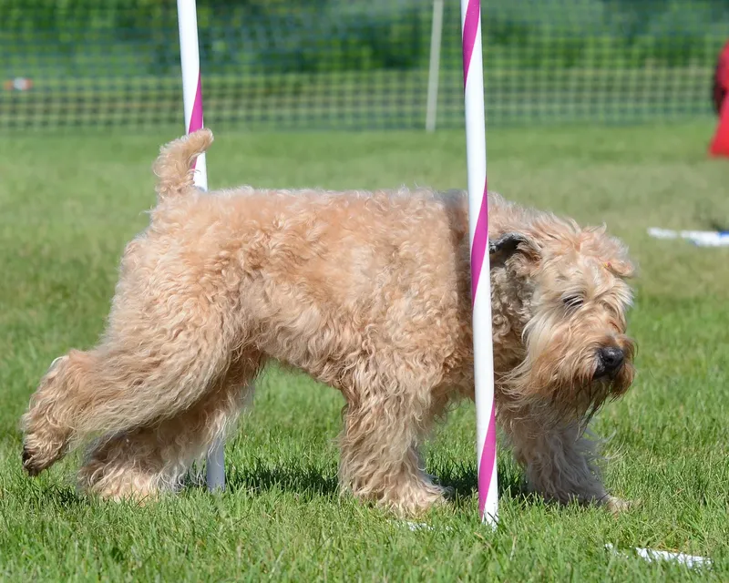 Terrier irlandais à poil doux