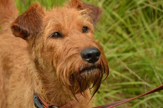 Terrier irlandais Glen of Imaal