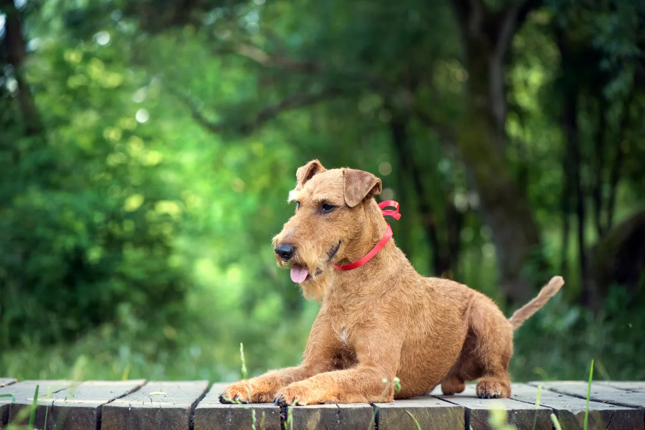 Un Terrier irlandais à l'extérieur