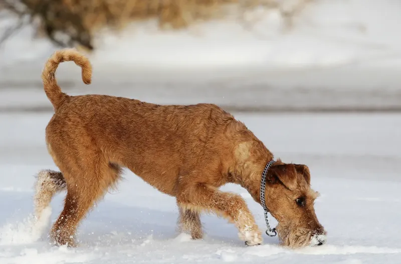 Terrier irlandais