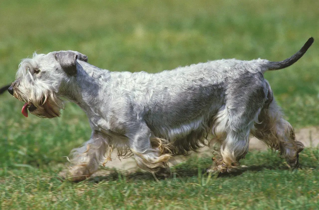 Un Terrier tchèque gris debout dans l'herbe
