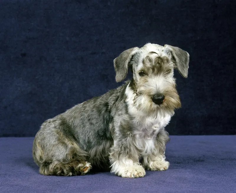 Terrier tchèque