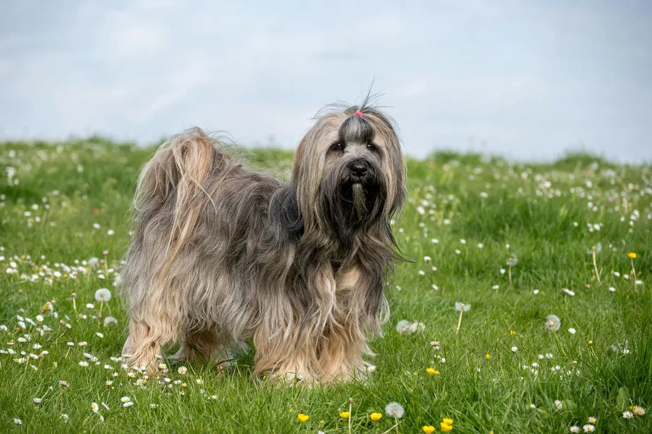 Un Terrier tibétain à l'extérieur