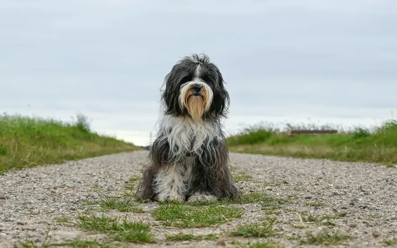 Terrier tibétain