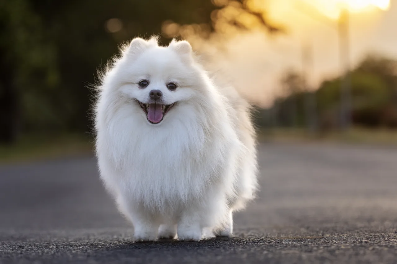 Spitz japonais blanc