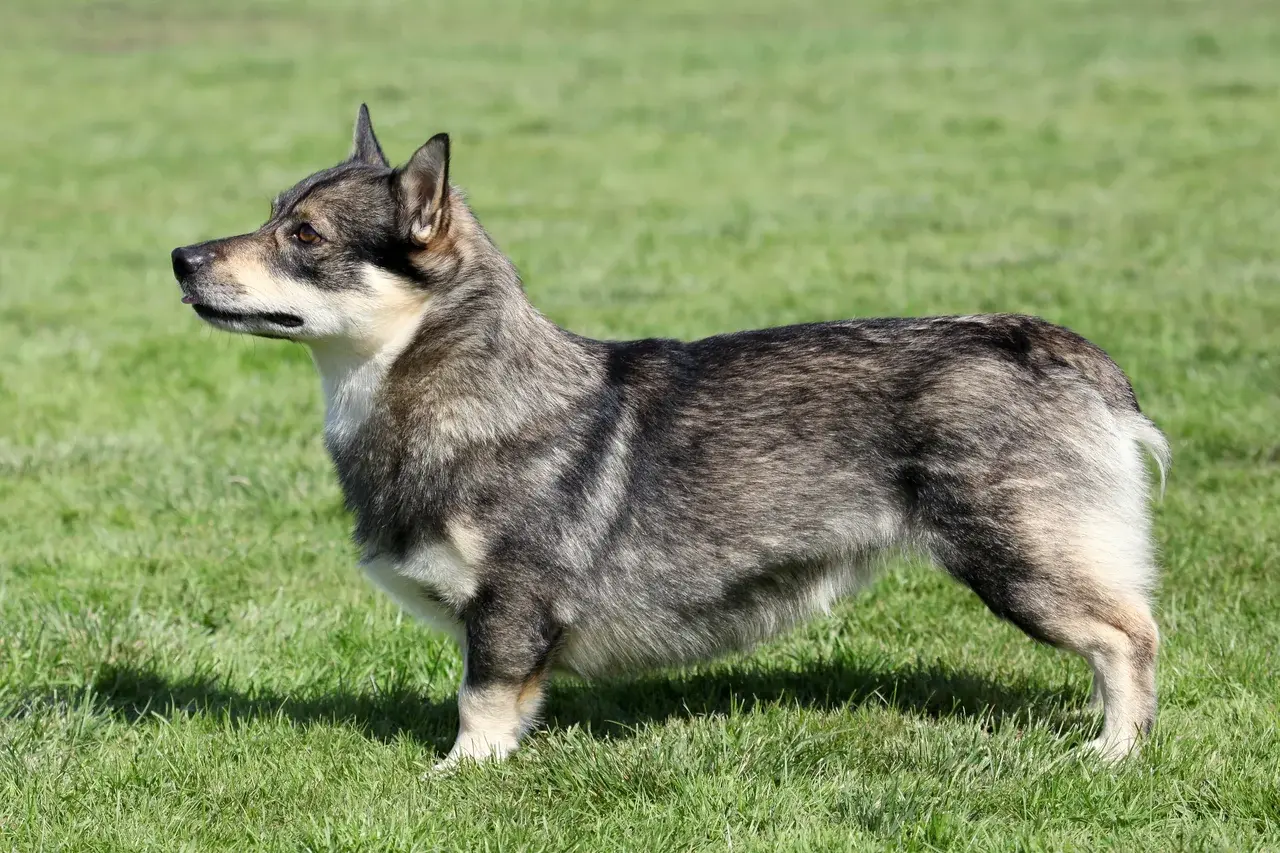 Un Vallhund suédois à l'extérieur