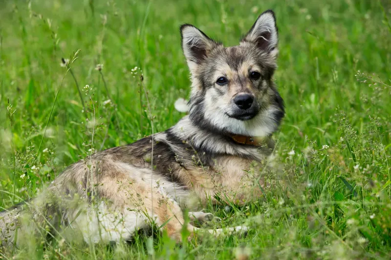Vallhund suédois