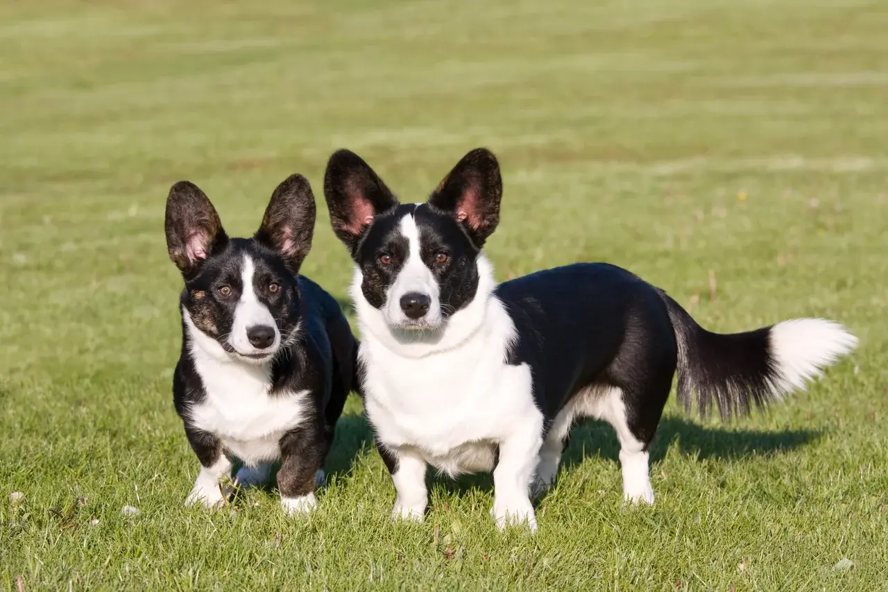 Un Welsh Corgi Cardigan à l'extérieur