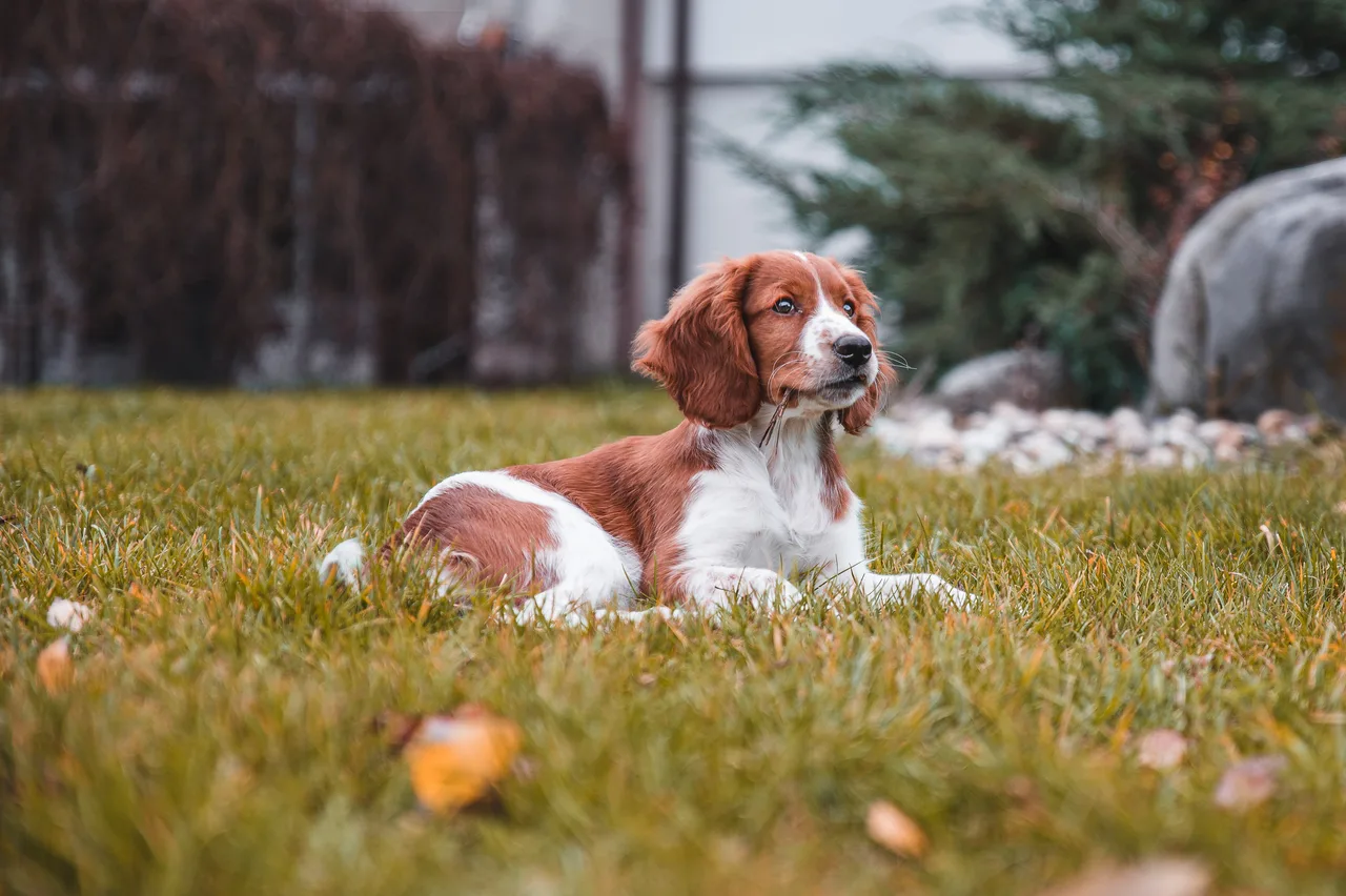 Un Welsh Springer Spaniel à l'extérieur