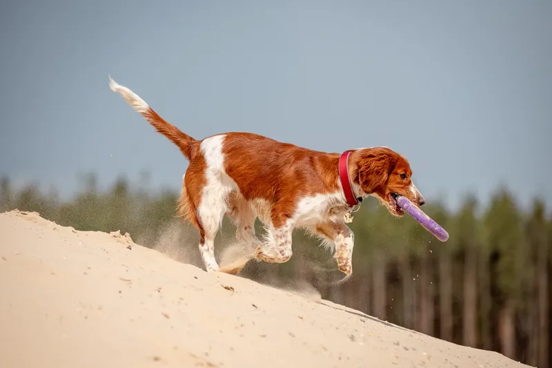 Welsh Springer Spaniel