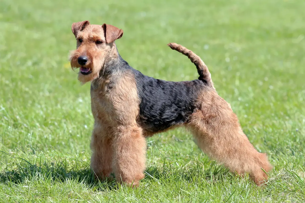 Un Welsh Terrier à l'extérieur