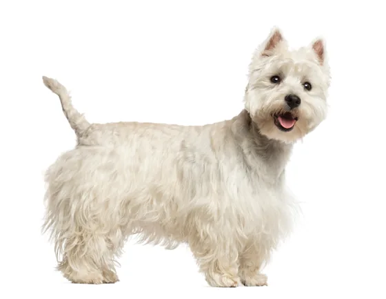 Westie (West Highland White Terrier)