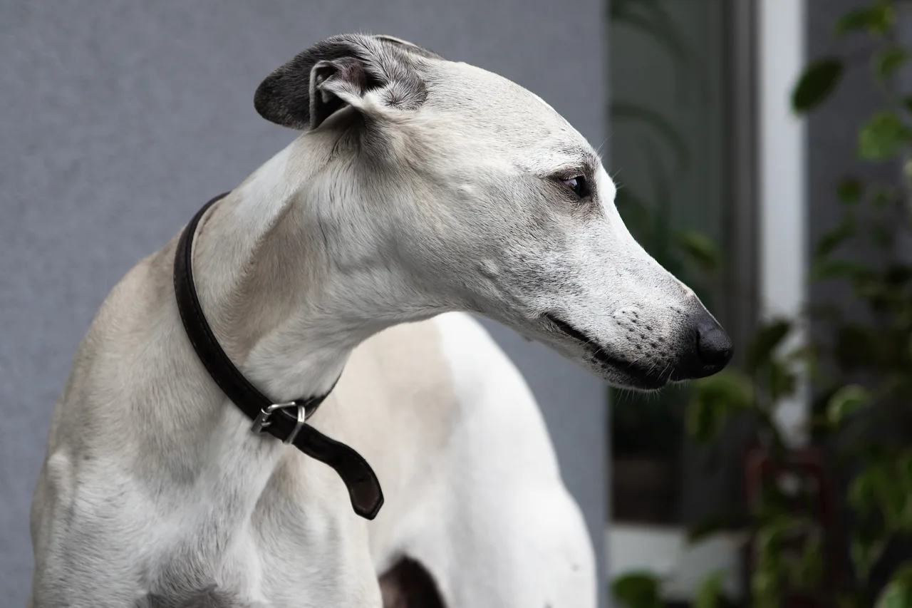 Un Whippet