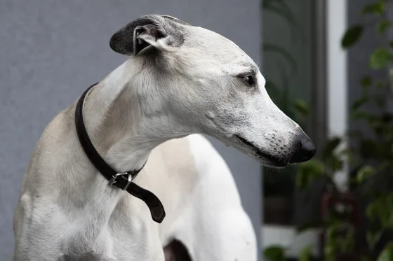 Whippet
