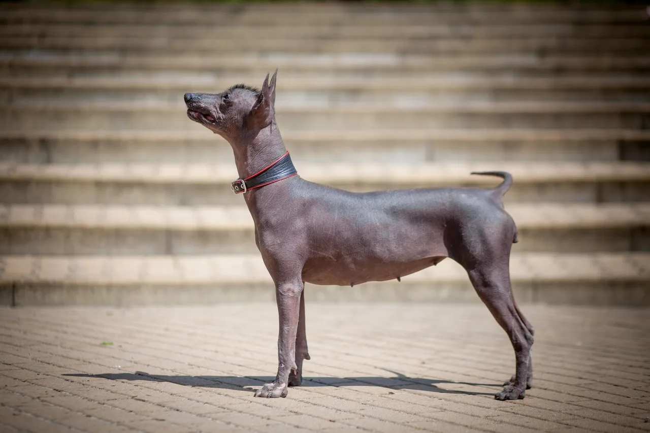 Un Xoloitzcuintle à l'extérieur
