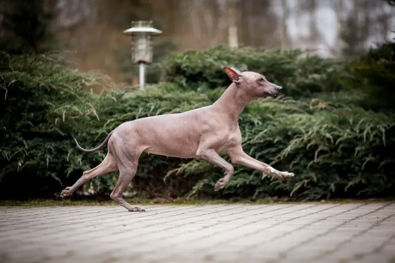 Xoloitzcuintle
